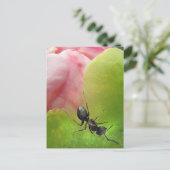 De Ant en de Peony Briefkaart (Staand voorkant)