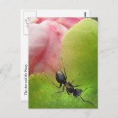 De Ant en de Peony Briefkaart (Voorkant / Achterkant)