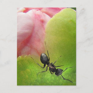 De Ant en de Peony Briefkaart