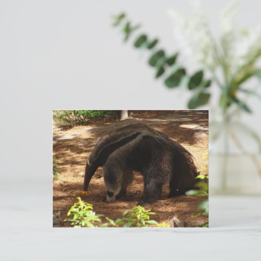 De Anteater Briefkaart (Staand voorkant)