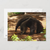 De Anteater Briefkaart (Voorkant / Achterkant)