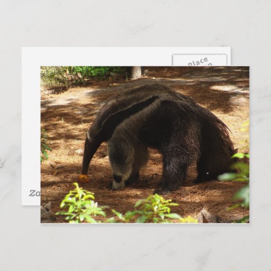 De Anteater Briefkaart (Voorkant / Achterkant)