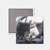 De Anti Michael Vick Magneet (Voorkant / Achterkant)