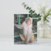 De apen van Swayambhunath Briefkaart (Staand voorkant)