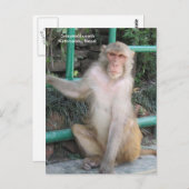 De apen van Swayambhunath Briefkaart (Voorkant / Achterkant)