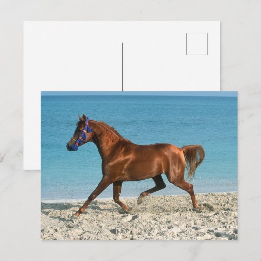 De Arabische kastanjestroop loopt op strand Briefkaart (Voorkant / Achterkant)