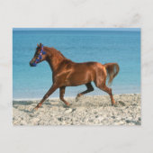 De Arabische kastanjestroop loopt op strand Briefkaart (Voorkant)