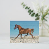 De Arabische kastanjestroop loopt op strand Briefkaart (Staand voorkant)