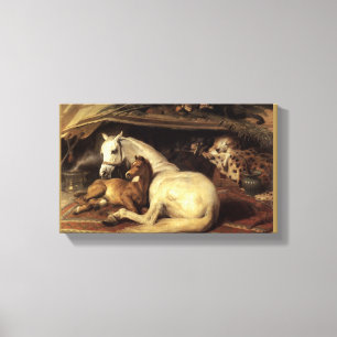 De Arabische Tent Canvas Afdruk