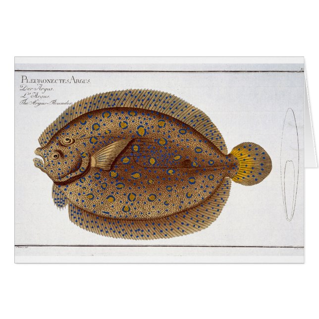 De Argus Flounder (Pleuronectes Argus) bord XLVI (Voorkant Horizontaal)