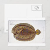 De Argus Flounder (Pleuronectes Argus) bord XLVI Briefkaart (Voorkant / Achterkant)