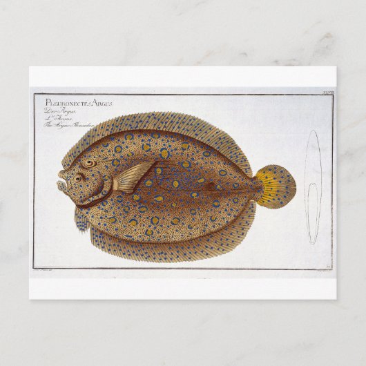De Argus Flounder (Pleuronectes Argus) bord XLVI Briefkaart (Voorkant)