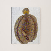De Argus Flounder (Pleuronectes Argus) bord XLVI Legpuzzel (Verticaal)