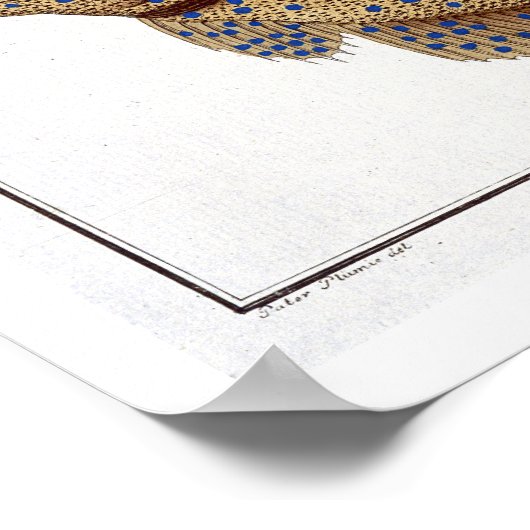 De Argus Flounder (Pleuronectes Argus) bord XLVI Poster (Hoek)