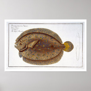 De Argus Flounder (Pleuronectes Argus) bord XLVI Poster