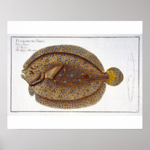 De Argus Flounder (Pleuronectes Argus) bord XLVI Poster