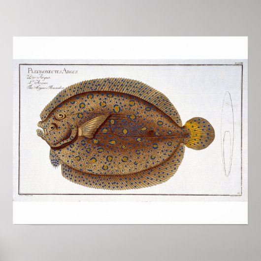 De Argus Flounder (Pleuronectes Argus) bord XLVI Poster (Voorkant)