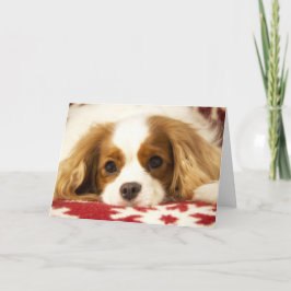 De Arrogante Koning Charles Spaniel Card van de Feestdagen Kaart