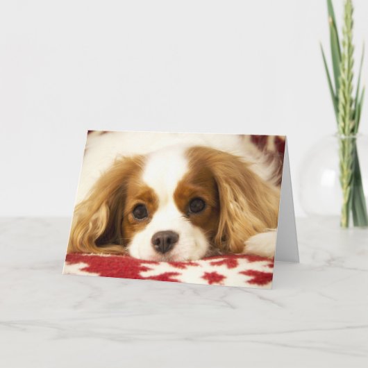 De Arrogante Koning Charles Spaniel Card van de Feestdagen Kaart (Voorkant)
