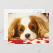 De Arrogante Koning Charles Spaniel Postcard van Briefkaart (Voorkant / Achterkant)