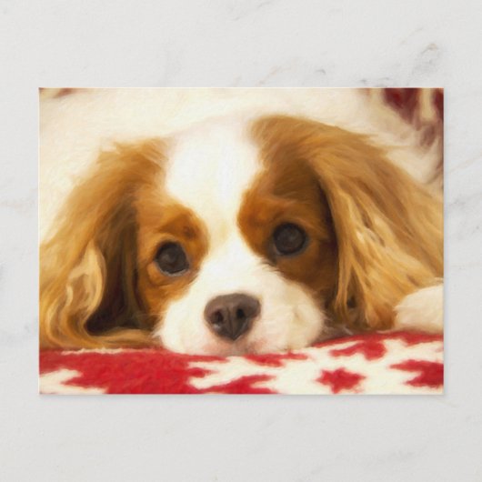 De Arrogante Koning Charles Spaniel Postcard van Briefkaart (Voorkant)