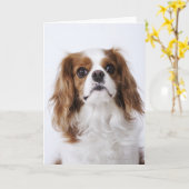 De arrogante zitting van Charles Spaniel van de Kaart (Gele Bloem)