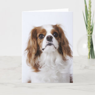 De arrogante zitting van Charles Spaniel van de Kaart