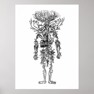 De Arteries Menselijke Anatomie Vintage Poster