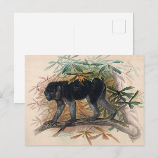 De Ashy-Black Ape van Joseph Wolf Briefkaart (Voorkant / Achterkant)