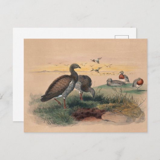 De Ashy-Headed gans van Joseph Wolf Briefkaart (Voorkant / Achterkant)