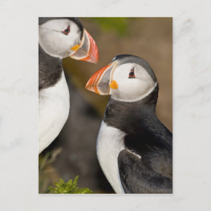 De Atlantische papegaai Briefkaart