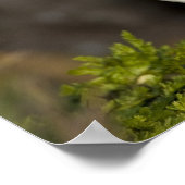 De Atlantische papegaai Poster (Hoek)