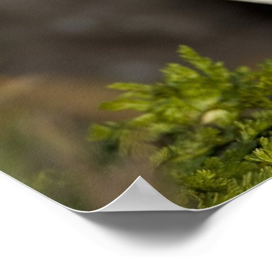 De Atlantische papegaai Poster (Hoek)