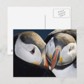 De Atlantische papegaaiduiker, een pelagische zeev Briefkaart (Voorkant / Achterkant)