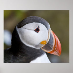 De Atlantische Papegaaiduiker, een pelagische zeev Poster