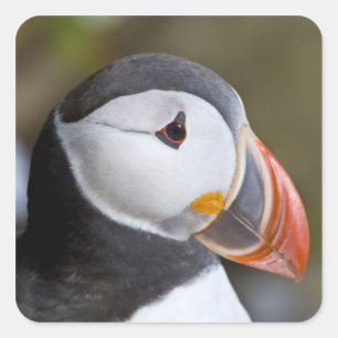 De Atlantische Papegaaiduiker, een pelagische zeev Vierkante Sticker