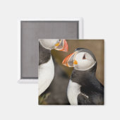 De Atlantische Papegaaiduiker Magneet (Voorkant / Achterkant)