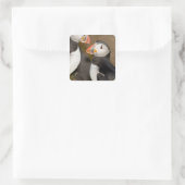 De Atlantische Papegaaiduiker Vierkante Sticker (Tas)