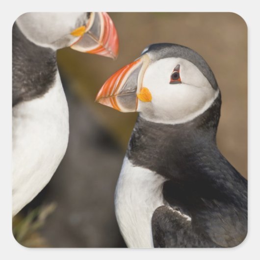 De Atlantische Papegaaiduiker Vierkante Sticker (Voorkant)