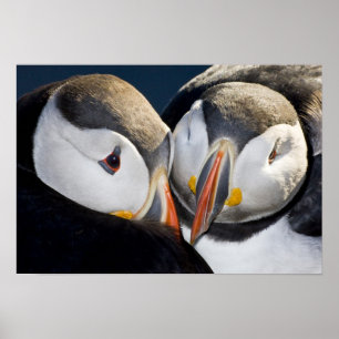 De Atlantische Puffin, een pelagische zeevogel, af Poster