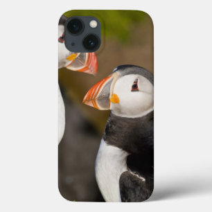 De Atlantische Puffin, een pelagische zeevogel, ge iPhone 13 Hoesje