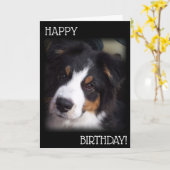 De Aussie Dog Birthday Kaart A1 (Gele Bloem)