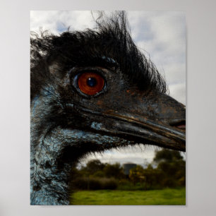 De Australische emu gaat dicht. Poster