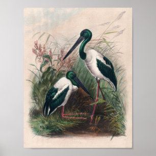 De Australische Mycteria door Joseph Wolf Poster