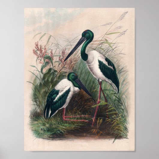 De Australische Mycteria door Joseph Wolf Poster (Voorkant)