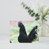 De Ayam Cemani Rooster genaamd Vlad Briefkaart (Staand voorkant)