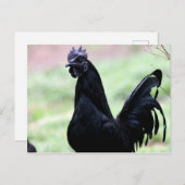De Ayam Cemani Rooster genaamd Vlad Briefkaart (Voorkant / Achterkant)