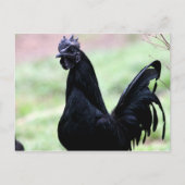 De Ayam Cemani Rooster genaamd Vlad Briefkaart (Voorkant)