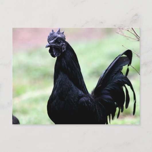 De Ayam Cemani Rooster genaamd Vlad Briefkaart (Voorkant)