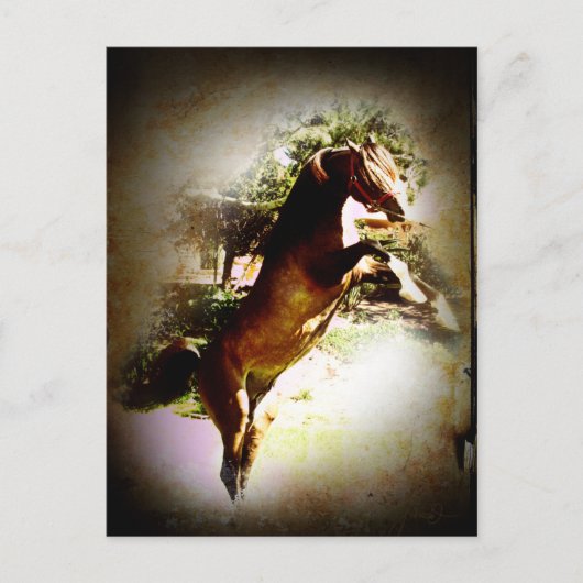 De baai briefkaart (Voorkant)